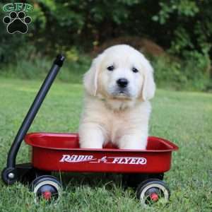 Lynn, English Cream Golden Retriever Puppy