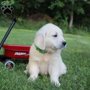 Lynn, English Cream Golden Retriever Puppy