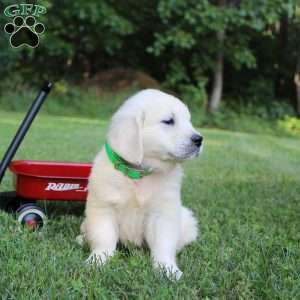 Lynn, English Cream Golden Retriever Puppy