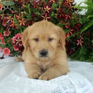 Greg, Golden Retriever Puppy
