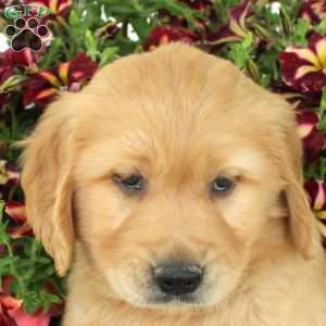 Greg, Golden Retriever Puppy