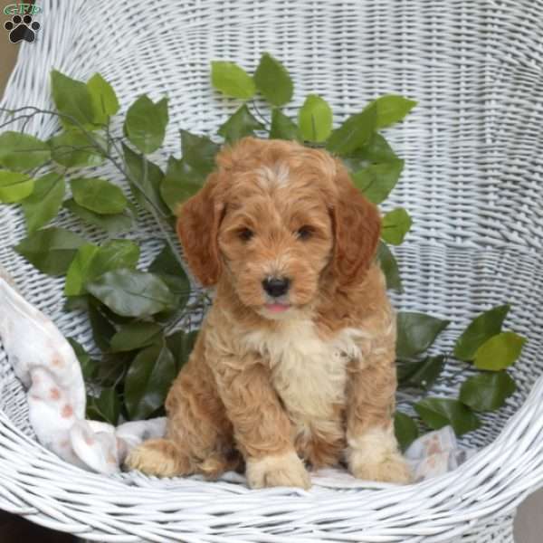 Griffin-F1B, Mini Goldendoodle Puppy