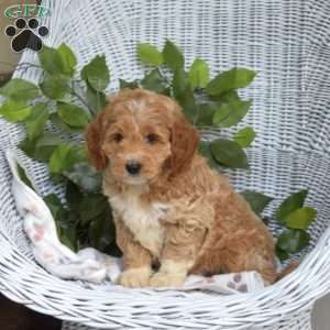 Griffin-F1B, Mini Goldendoodle Puppy