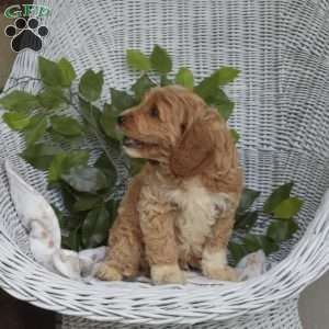 Griffin-F1B, Mini Goldendoodle Puppy