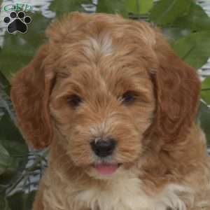 Griffin-F1B, Mini Goldendoodle Puppy