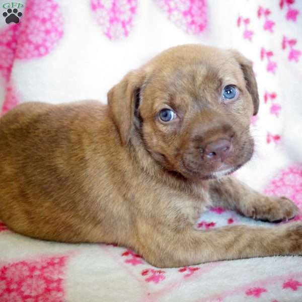Grizzly Bear, Labrador Mix Puppy