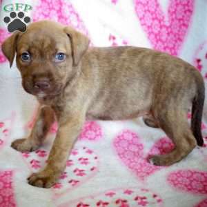 Grizzly Bear, Labrador Mix Puppy