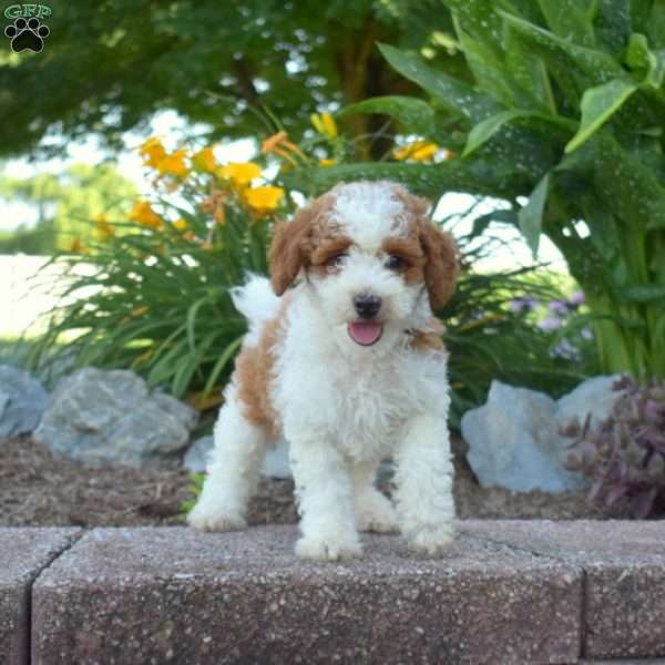 Gumbo, Toy Poodle Puppy