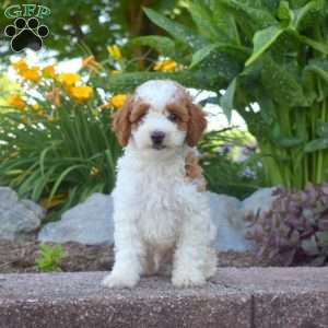 Gumbo, Toy Poodle Puppy