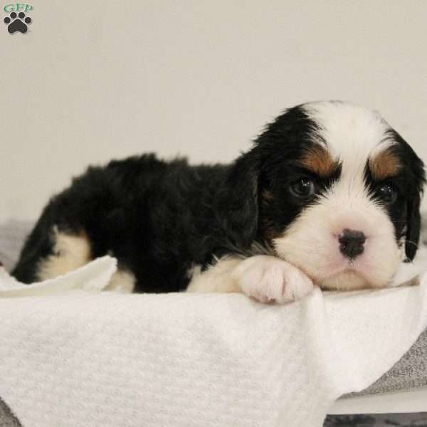 Gumdrop, Miniature Bernese Mountain Dog Puppy