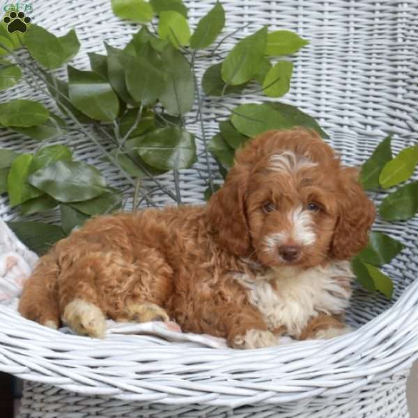 Gus-F1B, Mini Goldendoodle Puppy