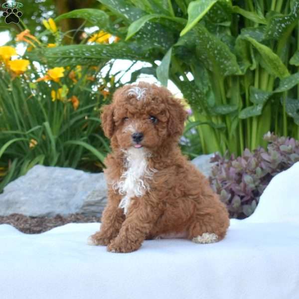 Gus, Toy Poodle Puppy