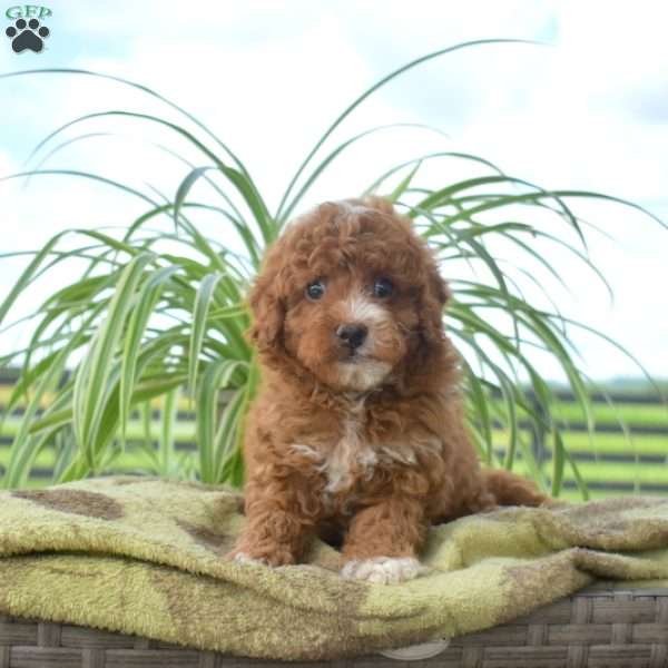 Gus, Cavapoo Puppy