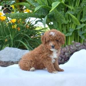 Gus, Toy Poodle Puppy