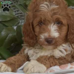 Gus-F1B, Mini Goldendoodle Puppy