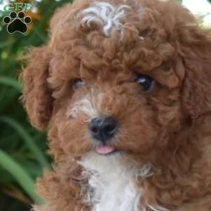 Gus, Toy Poodle Puppy