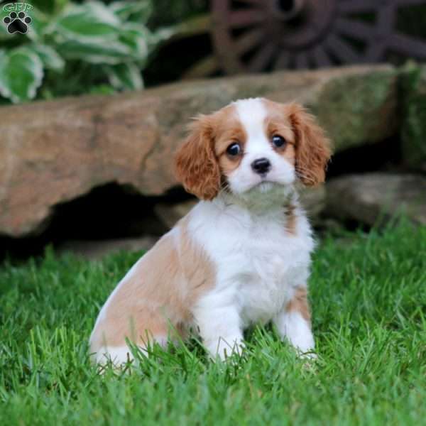 Gus, Cavalier King Charles Spaniel Puppy