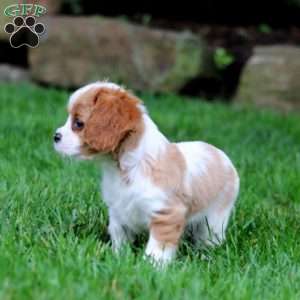 Gus, Cavalier King Charles Spaniel Puppy