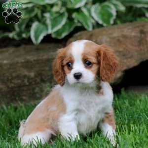 Gus, Cavalier King Charles Spaniel Puppy