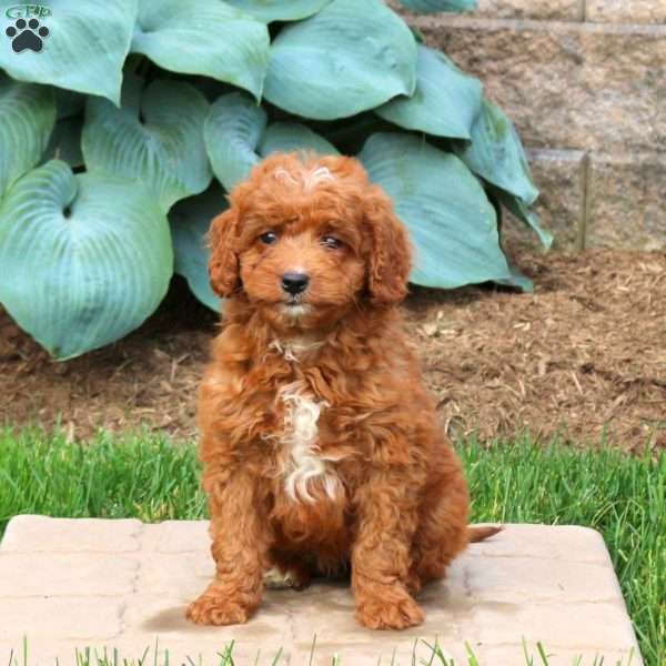 Gwen, Mini Goldendoodle Puppy