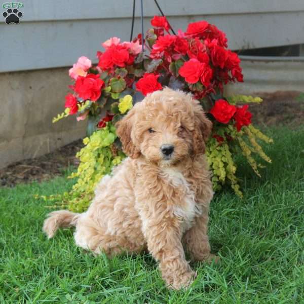 Gwen, Mini Goldendoodle Puppy