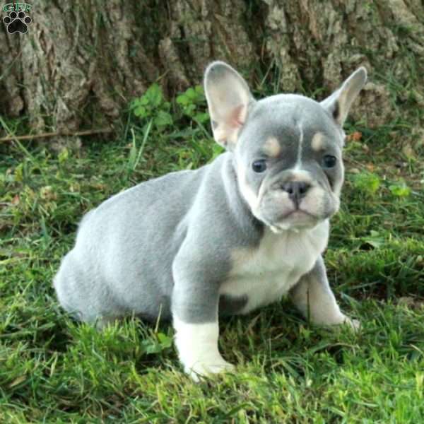 Gwen, French Bulldog Puppy