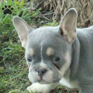 Gwen, French Bulldog Puppy