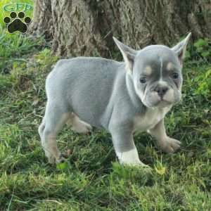 Gwen, French Bulldog Puppy