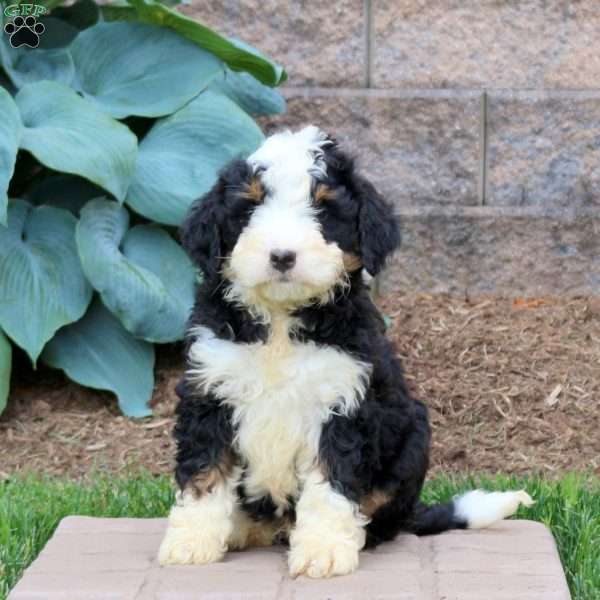 Hachi, Mini Bernedoodle Puppy