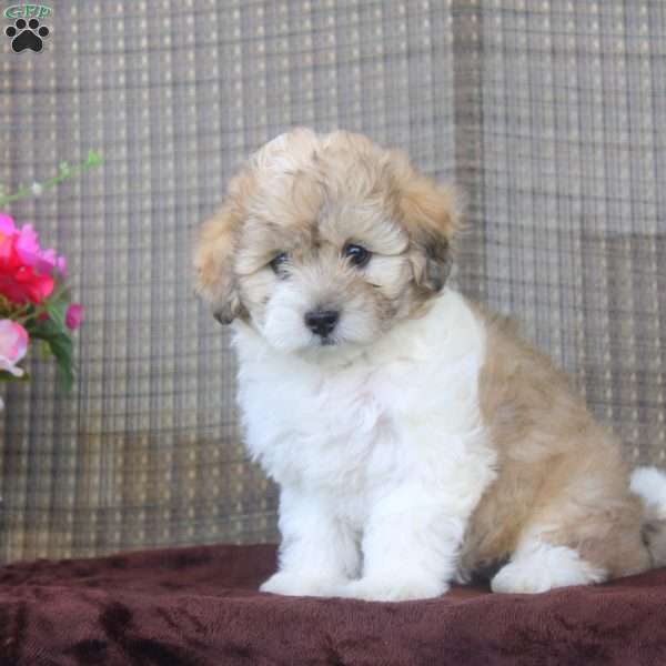 Hadassah, Shorkie-Poo Puppy