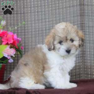 Hadassah, Shorkie-Poo Puppy