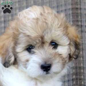 Hadassah, Shorkie-Poo Puppy