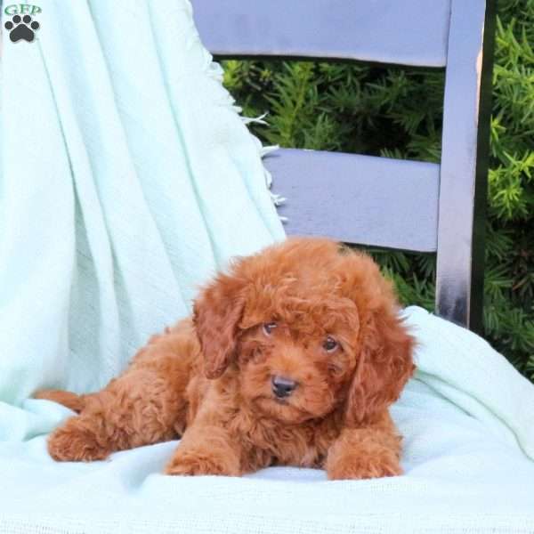 Hadley, Cavapoo Puppy