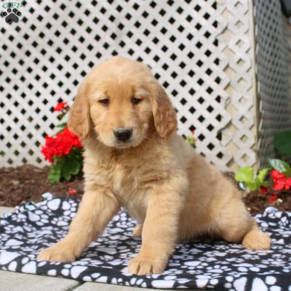 Hadley, Golden Retriever Puppy