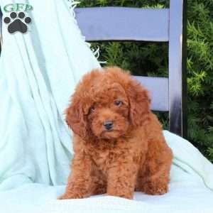 Hadley, Cavapoo Puppy