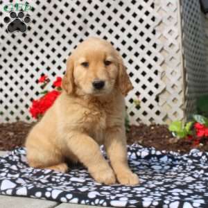 Hadley, Golden Retriever Puppy