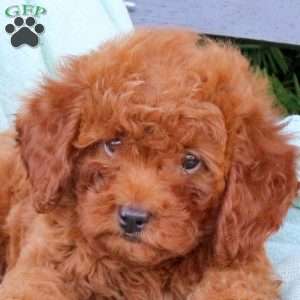 Hadley, Cavapoo Puppy