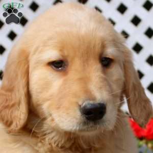 Hadley, Golden Retriever Puppy