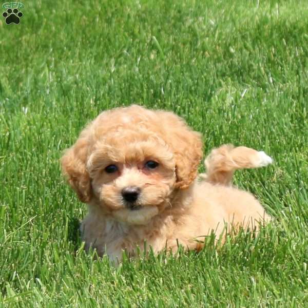 Hailey, Bich-Poo Puppy
