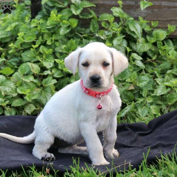 Hailey, Yellow Labrador Retriever Puppy