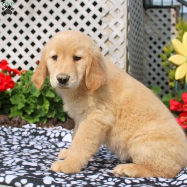Hailey, Golden Retriever Puppy
