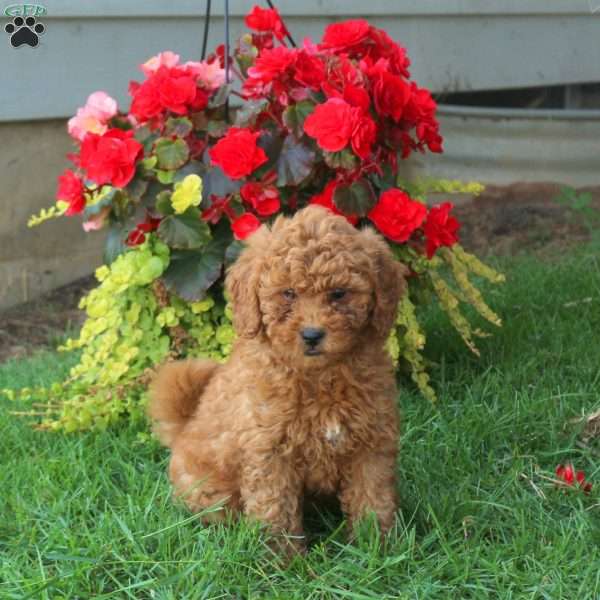Hailey, Mini Goldendoodle Puppy