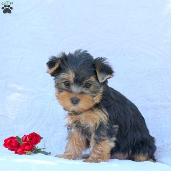 Hailey, Yorkie Puppy