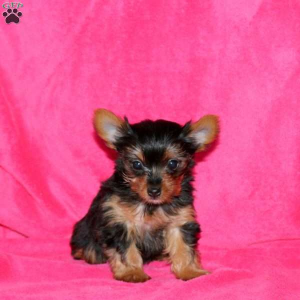 Hailey, Yorkie Puppy