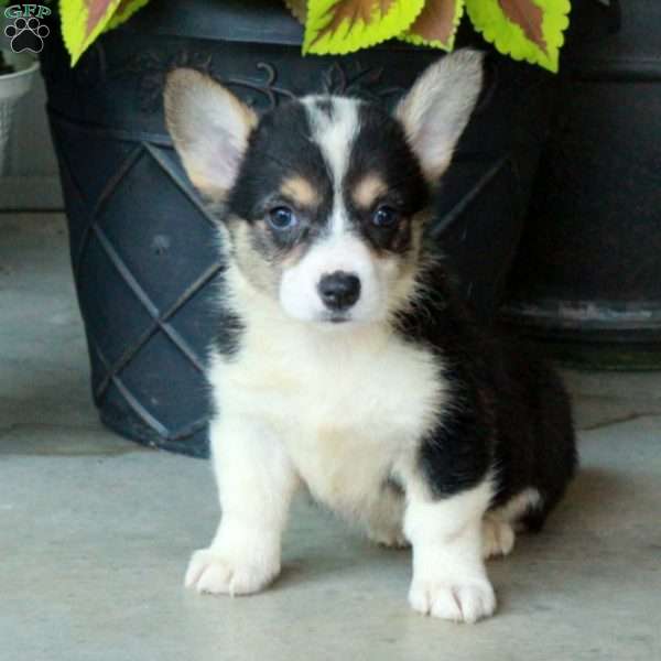 Hailey, Pembroke Welsh Corgi Puppy