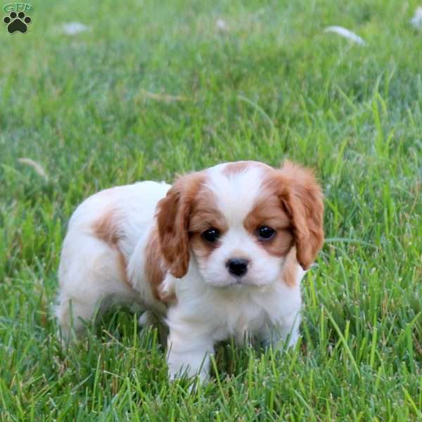 Hailey, Cavalier King Charles Spaniel Puppy