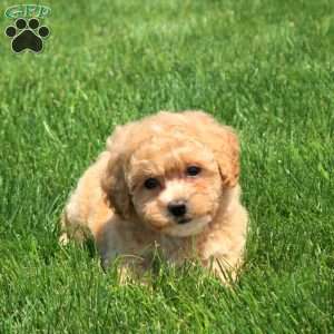 Hailey, Bich-Poo Puppy