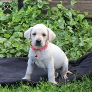 Hailey, Yellow Labrador Retriever Puppy