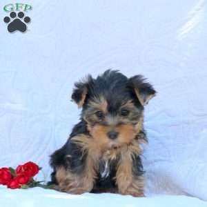 Hailey, Yorkie Puppy