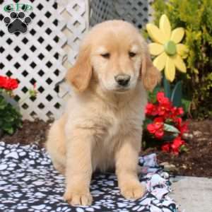 Hailey, Golden Retriever Puppy